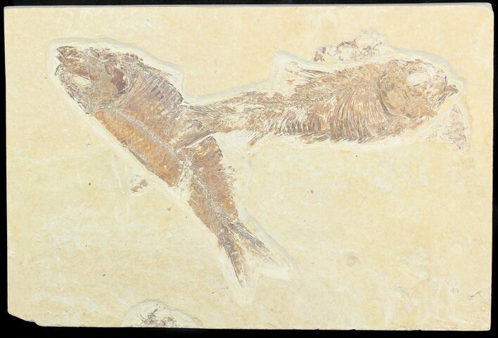Bargain Multiple Knightia Fossil Fish - Wyoming #48117